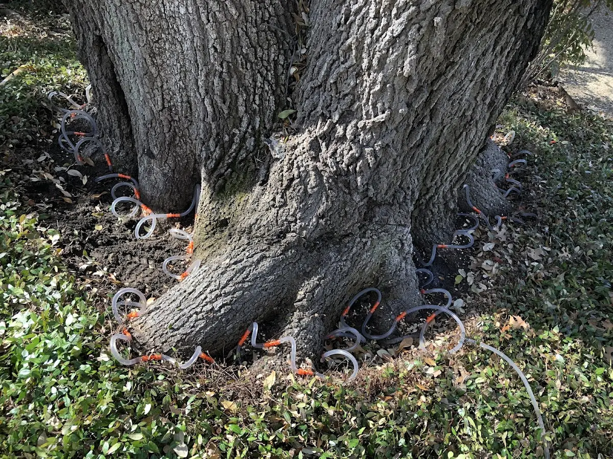 Detailed Tree Cabling and Bracing job site in West Point